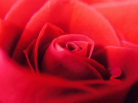 Close Up Of Red Rose · Free Stock Photo