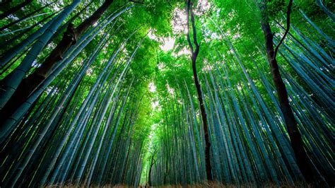 Download Wallpaper 3840x2160 Bamboo Forest Trees Bottom View 4k Uhd 169 Hd Background
