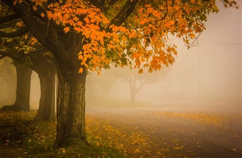 Foggy Fall Smithsonian Photo Contest Smithsonian Magazine