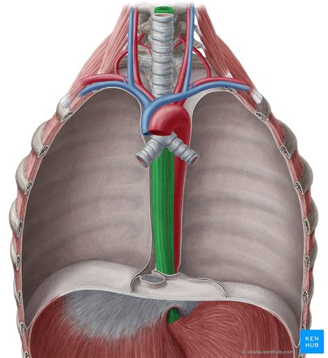 Esophagus Anatomical Chartdiagram
