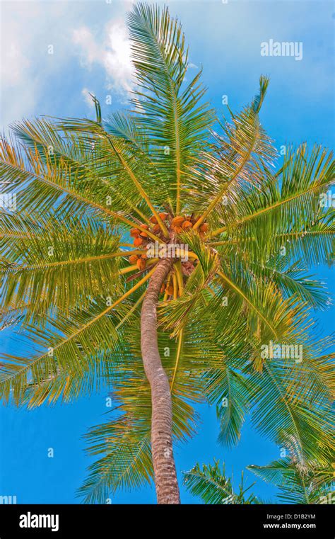 Coconut Palm Tree Stock Photo Alamy