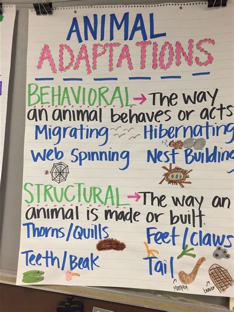 Animal Adaptations Anchor Chart