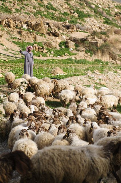 A Shepherd Calling His Sheep Photo By Kristen Anderson Lord Is My