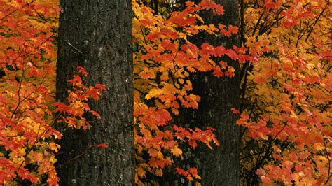 Autumn Hills Ohio Parks Wallpapers Hd Desktop And Mobile Backgrounds