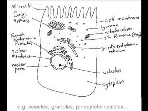 The liver acts as the site for the breakdown of red blood cells. IB Biology 2.3.1: Drawing a liver cell - YouTube