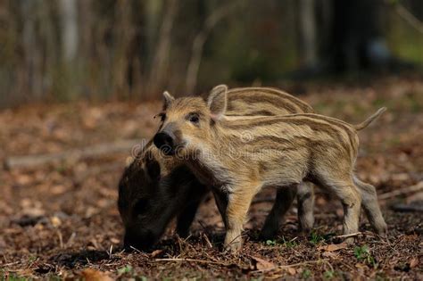 Wild Boar Piglets In The Forest Spring Stock Image Image Of Looking