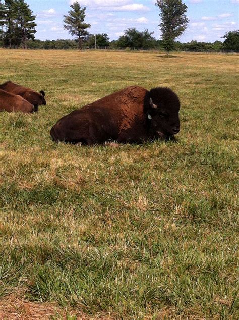 Bison Bull At Fleming Park Jackson County Mo Jackson County Mammals