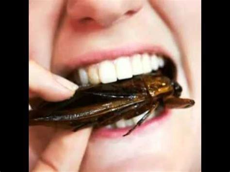 What you need to know. Cockroach Eating - YouTube