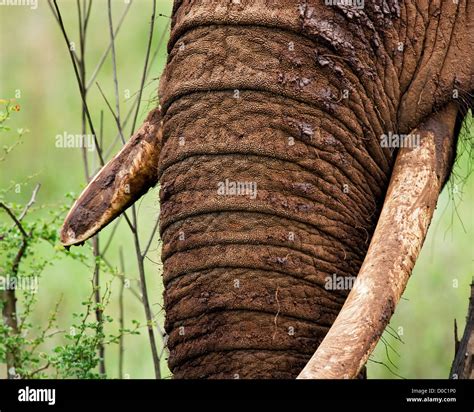 Female African Elephants Tusks Stock Photo Alamy