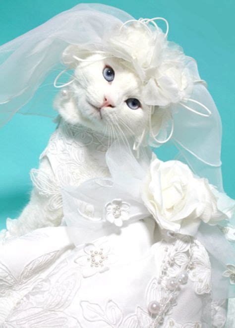18 Best Cats In Wedding Dresses Ideas Cat Wedding Cats Crazy Cats