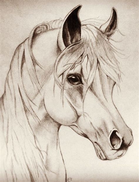 Horse Drawing By Patrycia Sulewski Drawn With Pencil Horse Head