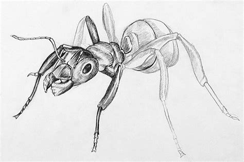 Top 80 Ant Pencil Drawing Best Vn