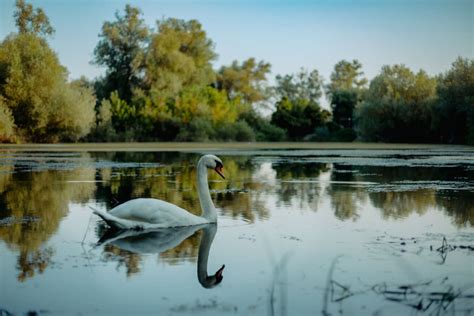 Free Picture Dawn Majestic Swan Lakeside Nature Bird Evening