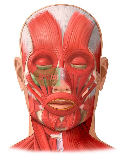 Muscles Of The Face Doctor Stock