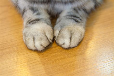 How Much Is Declawing Holly Native