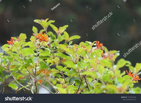 Firebush Hummingbird Bush Redhead Hamelia Patens Stock Photo