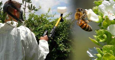 Will A New Pesticide Save Our Bee Populations Off Grid Insights