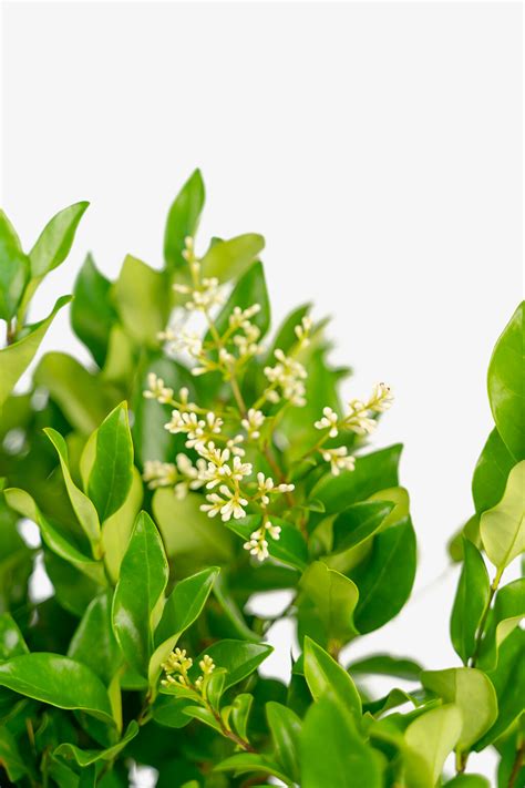 Waxleaf Privet Shrubs For Sale Online The Tree Center