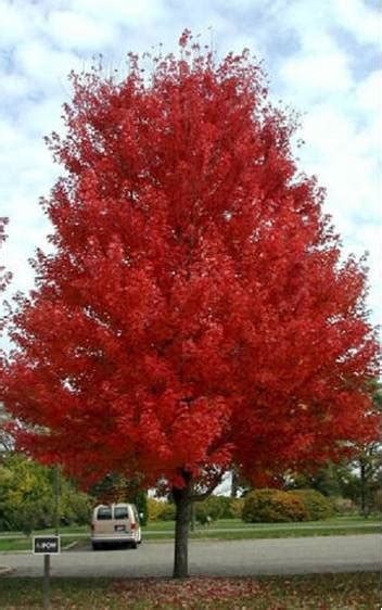 Autumn Blaze Maple Tree Pictures ~ Autumn Crafts Picture