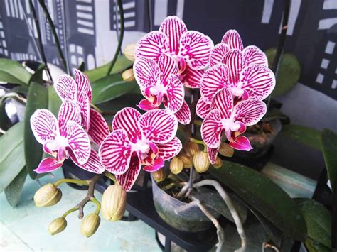 5 Vital Tips On How To Take Care Of Orchids Indoors Hort Zone