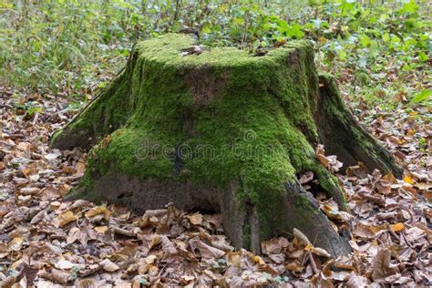 Rotten Tree Stump With Moss Stock Photo Image Of Color Ecology 78231444