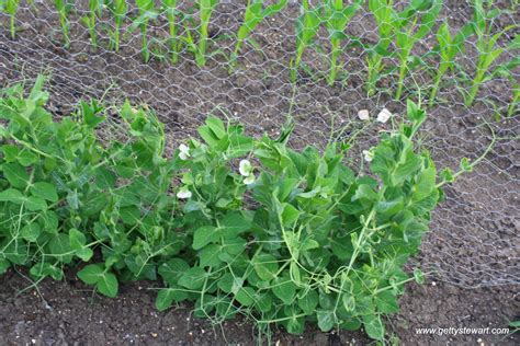 How To Plant Peas In The Garden
