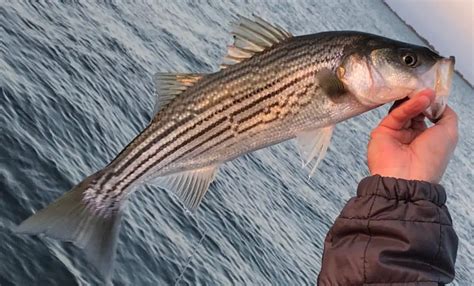 Striped Bass Fishing Time Weather And Tide Level Guide Water