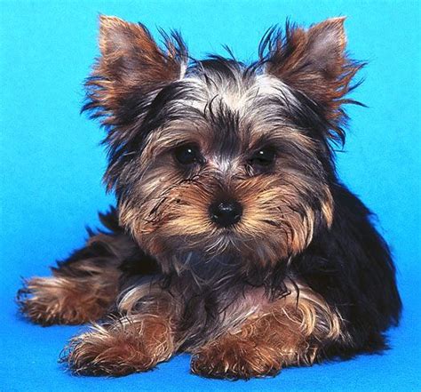 Mats and tangles are less of a concern with the shorter hair, so they just need a quick brush each day. Pin on Yorkshire Terrier