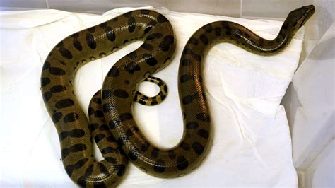 ‘virgin Anaconda Gives Birth At New England Aquarium