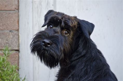 The breed was originally created during the middle ages by. The Look - Explored 26th October 2015 | Black schnauzer ...