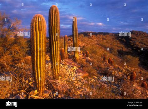 Young Saguaro Cacti Hi Res Stock Photography And Images Alamy