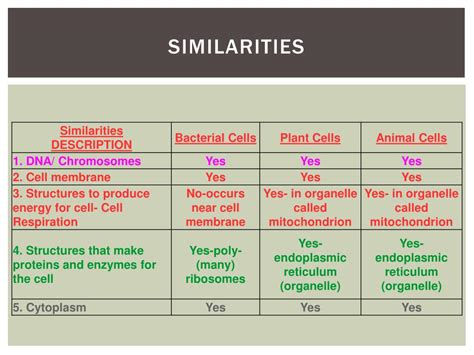 Bacteria, plant, and animal cells. PPT - What's the difference? Plant, animal, and bacterial ...