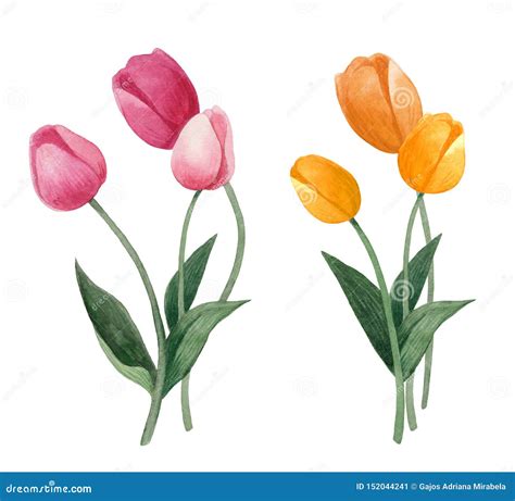 Watercolor Hand Painted Tulips Bouquet Colorful Tulips On White