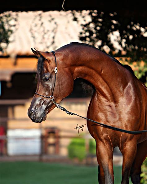 Hs Galileo Arabian Horse Association Of Arizona