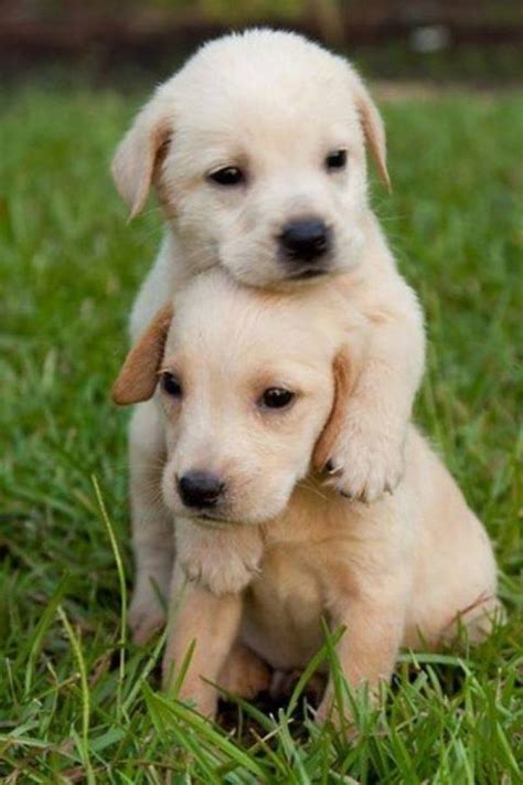 Cute Puppies Wallpaper Iphone Kolpaper Awesome Free Hd