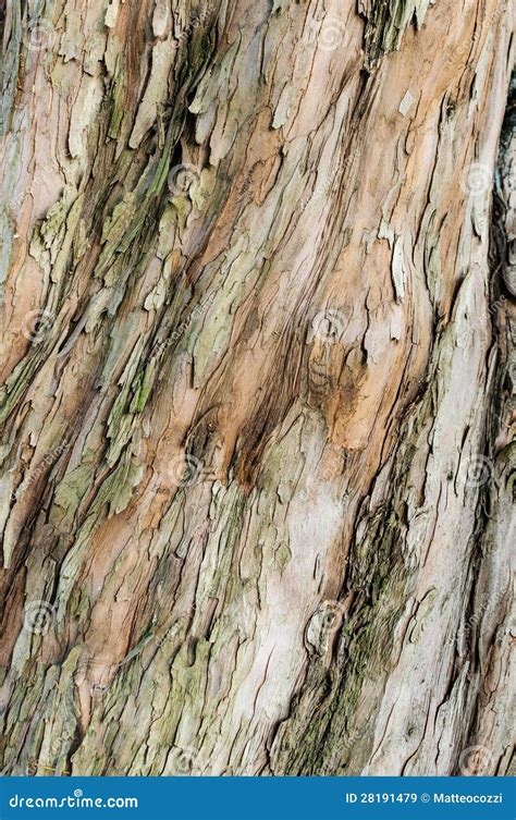 Brown Bark Of A Tree Stock Image Image Of Wood Pattern 28191479
