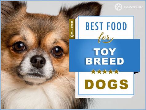 We did not find results for: 7 Best Foods to Feed a Toy Breed Dog | Toy dog breeds, Dog ...