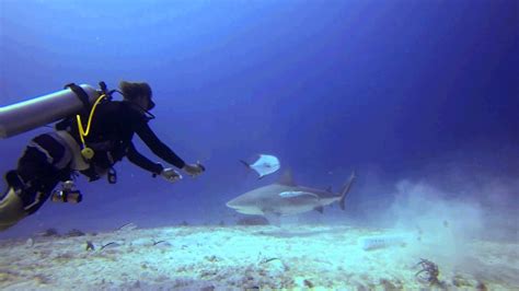 Amazing Shark Footage Feeding Pet Bull Sharks Youtube