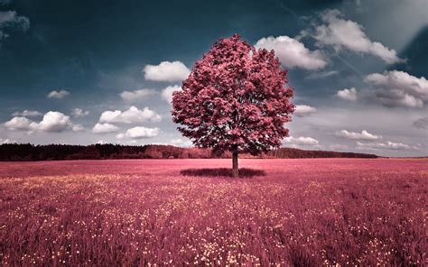 Clouds Landscapes Trees Flowers Pink Grass Fields Hills Skyscapes