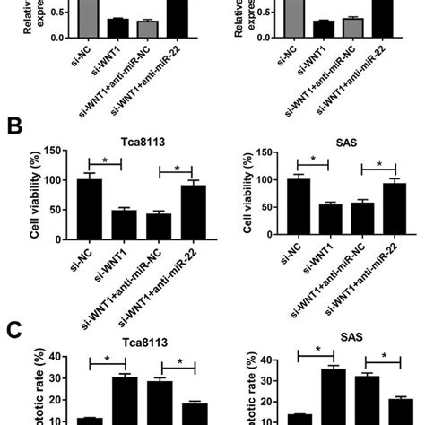 mir 22 weakened cell viability and induced cell apoptosis in oscc a download scientific