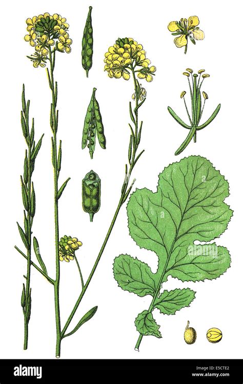 Brassica Nigra Black Mustard Stock Photo Alamy