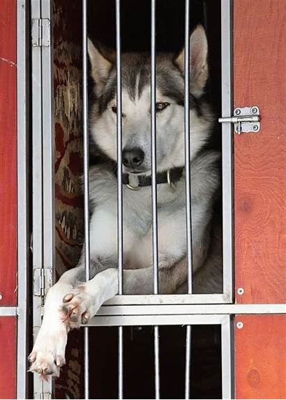 Dog Prison Face 1080p Cell Snow Domain