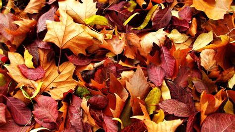 Download Wallpaper 1920x1080 Leaves Autumn Fallen Full Hd Hdtv Fhd