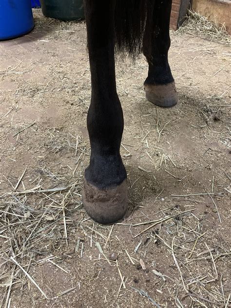 Swollen Fetlockpastern Horse Care Chronicle Forums