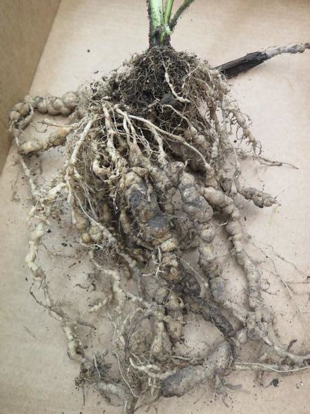 Control Of Root Knot Nematodes In The Home Vegetable Garden Nc State