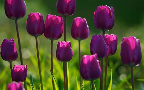 Spring Tulips Wallpaper 61 Images