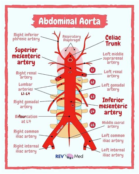 Nursing Association On Instagram Abdominal Aorta Its Branches High Yield Notes Below Read
