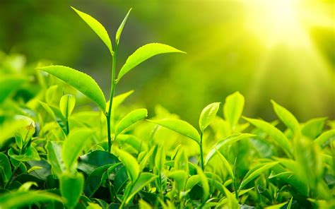 How To Grow Your Own Green Tea Plant