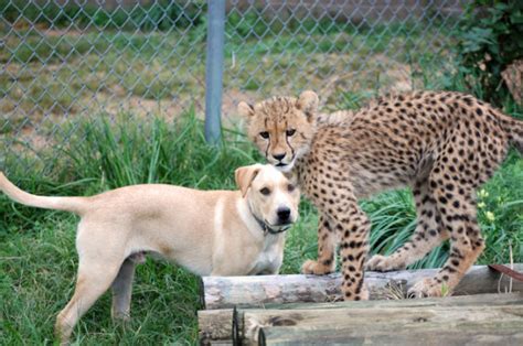 Kumbali And Kago Cheetah Cub And Puppy Friendship Metro Richmond Zoo 1