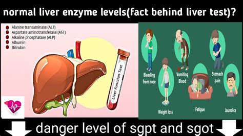 Normal Liver Enzyme Levels Can Stress Cause Elevated Liver Enzymes Health Physician